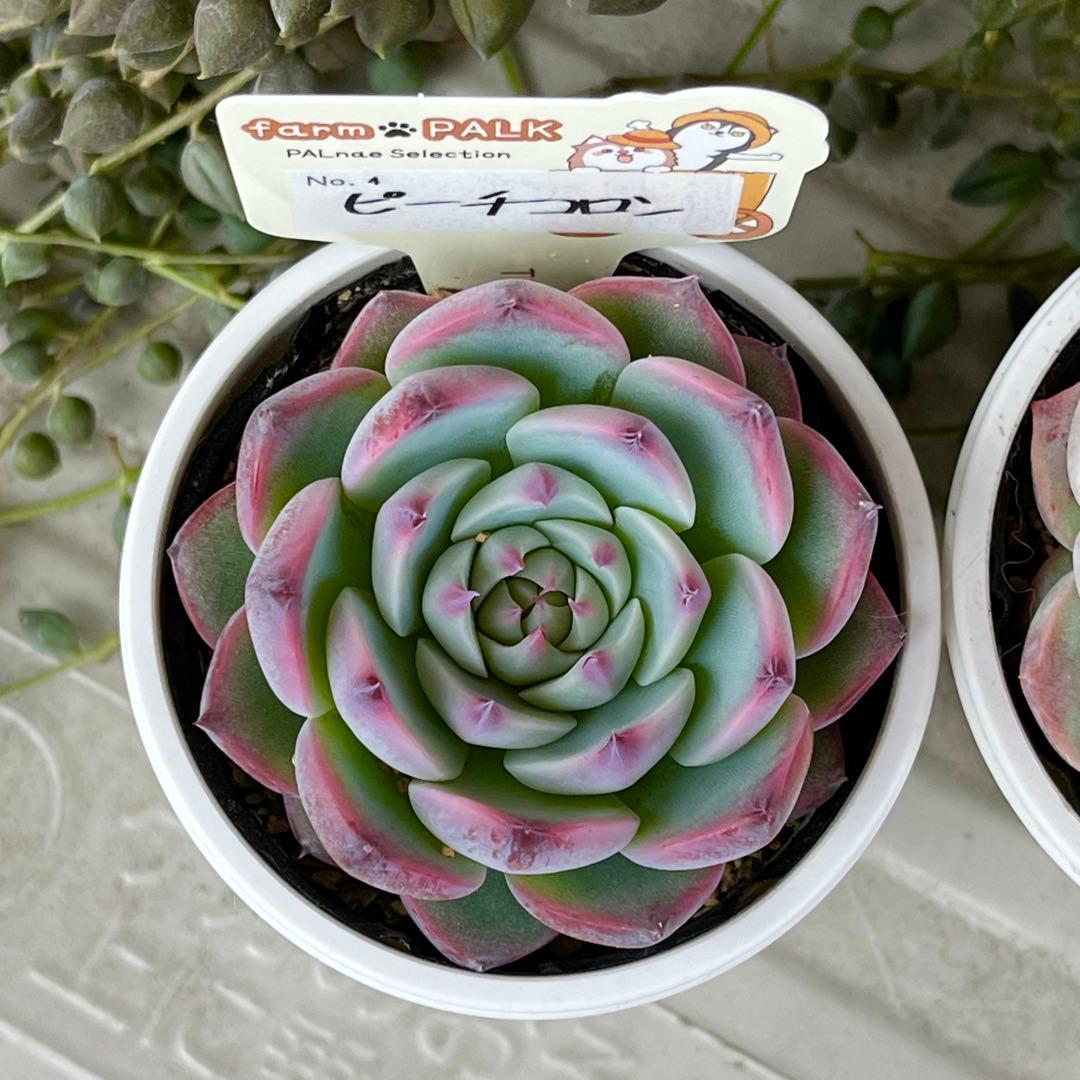 匿名配送！鉢・札付き farmPALKファームパルク パルスノー＆ピーチコロン