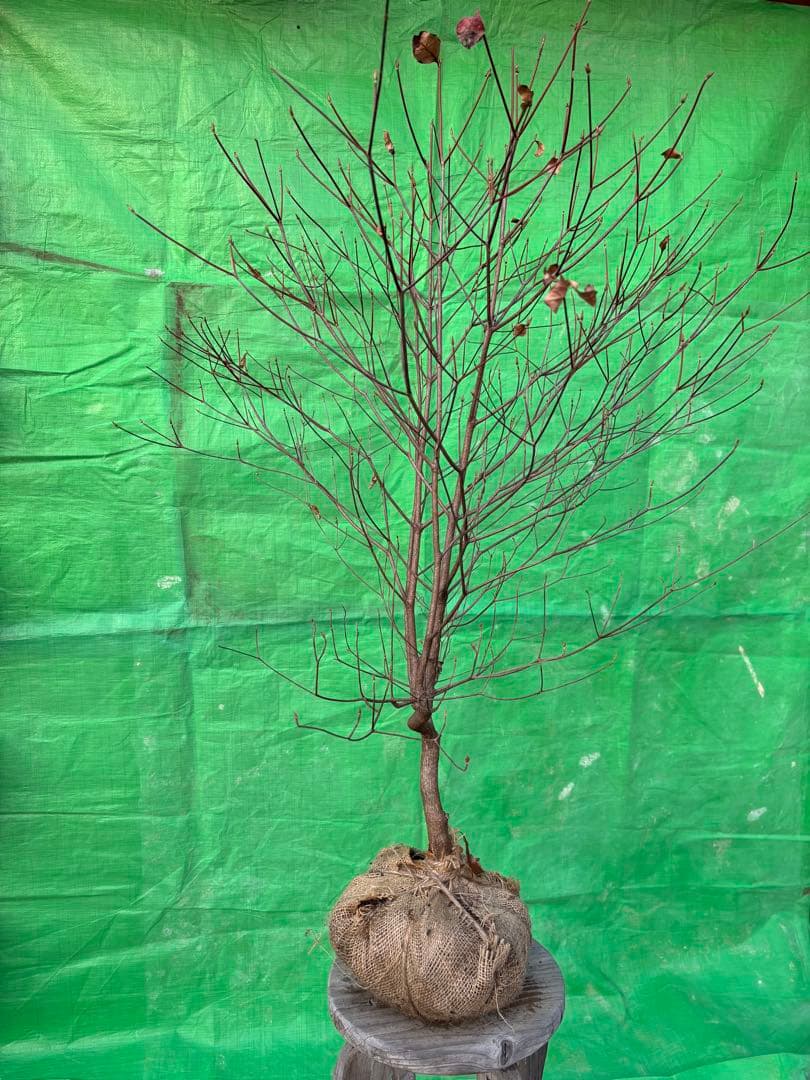 シロヤシオツツジ