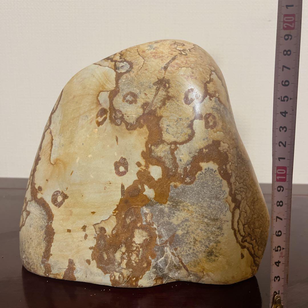 【最高級鑑賞石】菊花石 20cm 紋石 水石 盆石 根尾谷 天然石 置物