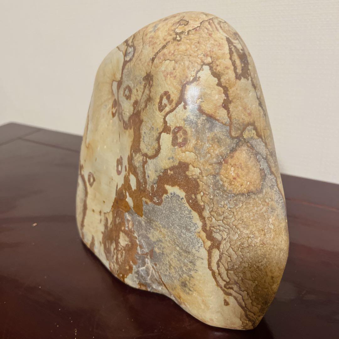 【最高級鑑賞石】菊花石 20cm 紋石 水石 盆石 根尾谷 天然石 置物