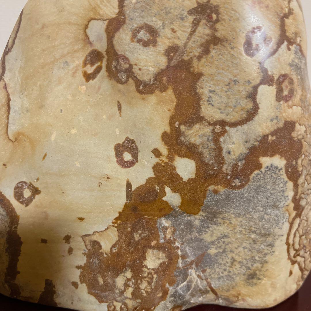 【最高級鑑賞石】菊花石 20cm 紋石 水石 盆石 根尾谷 天然石 置物