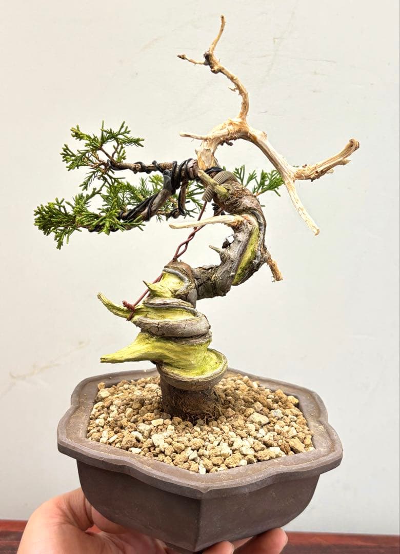 g*m様 糸魚川真柏盆栽【オークション】‼️‼️