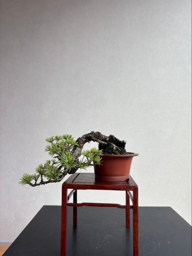 五葉松　盆栽　葉性抜群　小品盆栽　手のひらサイズ