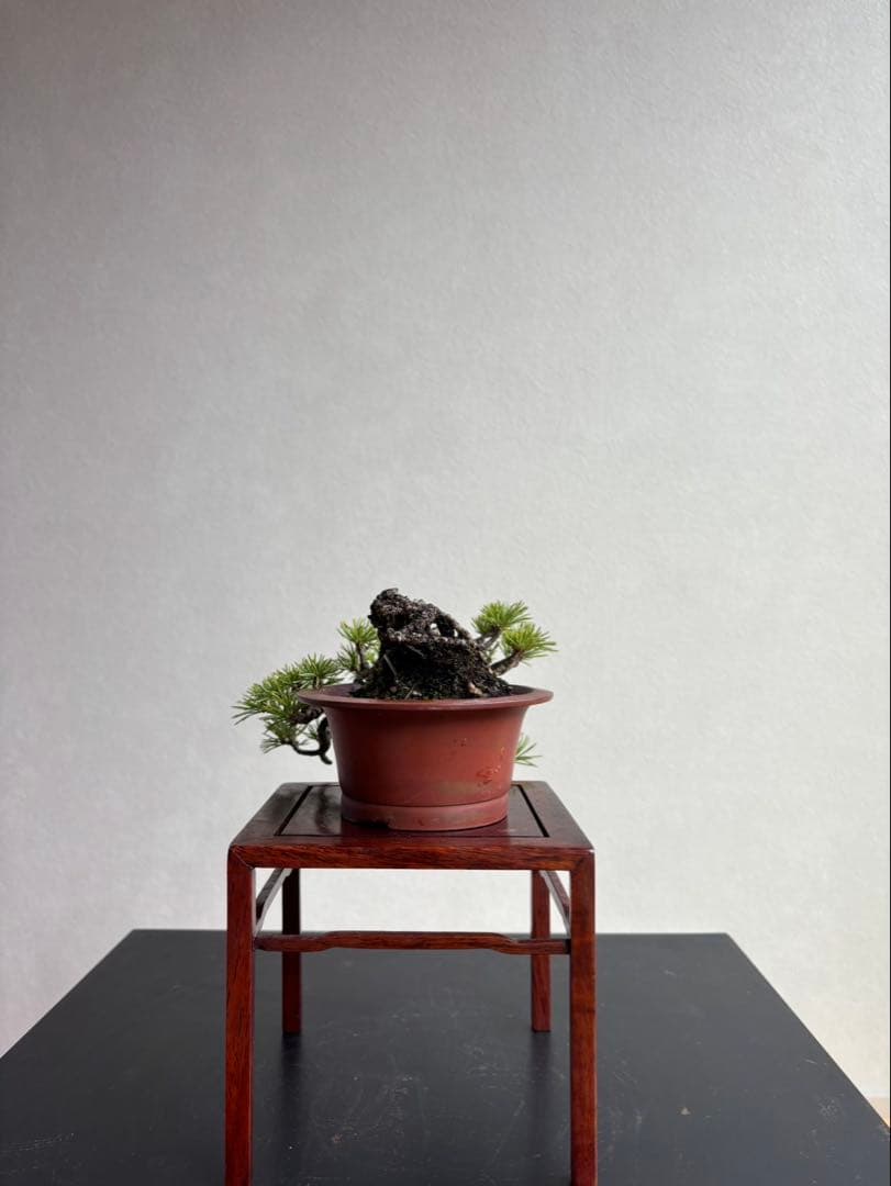 五葉松　盆栽　葉性抜群　小品盆栽　手のひらサイズ