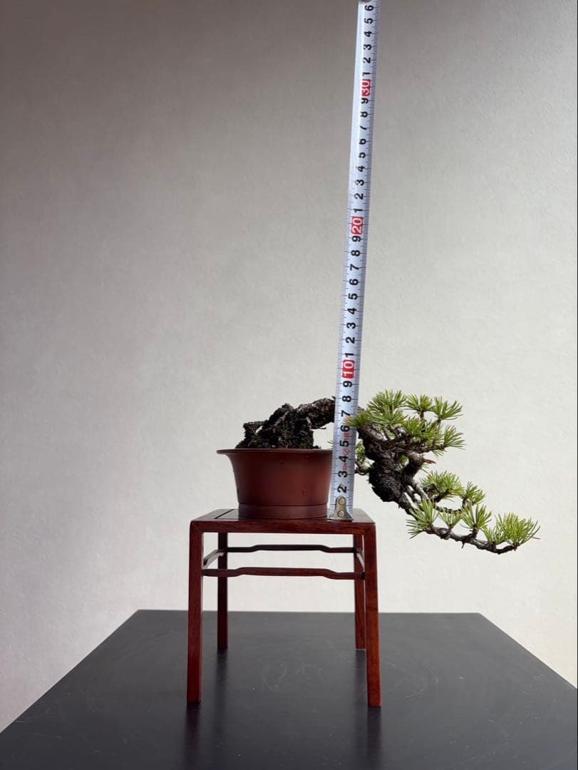 五葉松　盆栽　葉性抜群　小品盆栽　手のひらサイズ