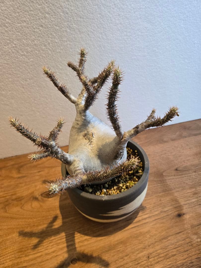 グラキリス　塊根植物 多枝状 幹に穴あり