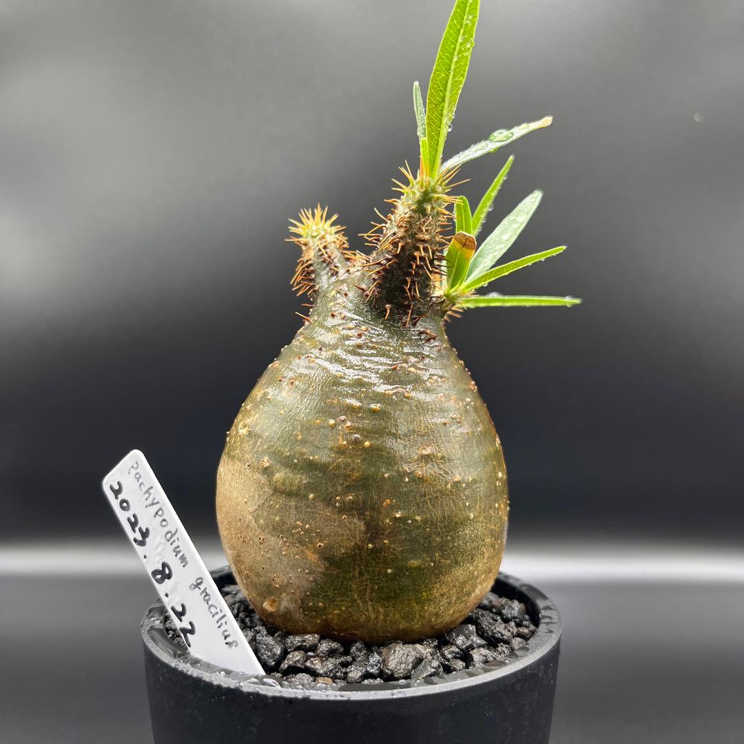 パキポディウム　グラキリス手乗りサイズ緑肌　安心発根済