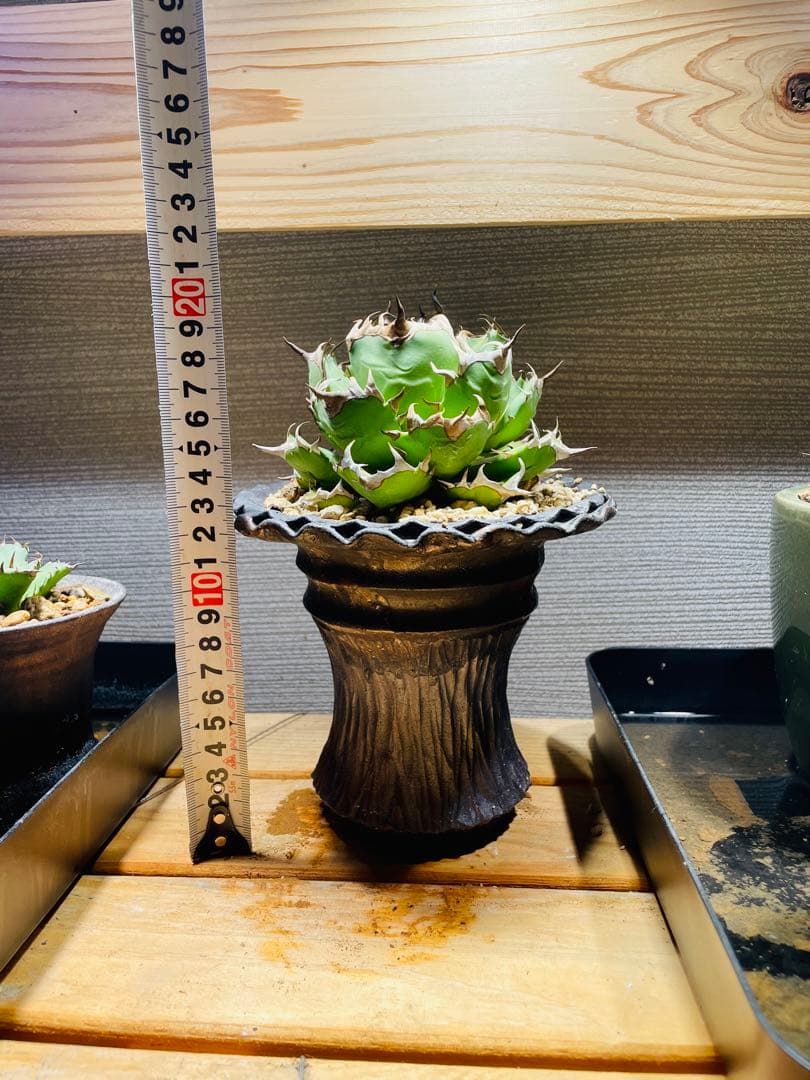 アガベ姫厳龍(親株.植木鉢付き)