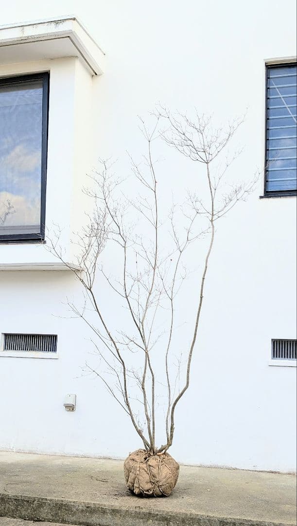 わんころもち。山採りドウダンツツジ。