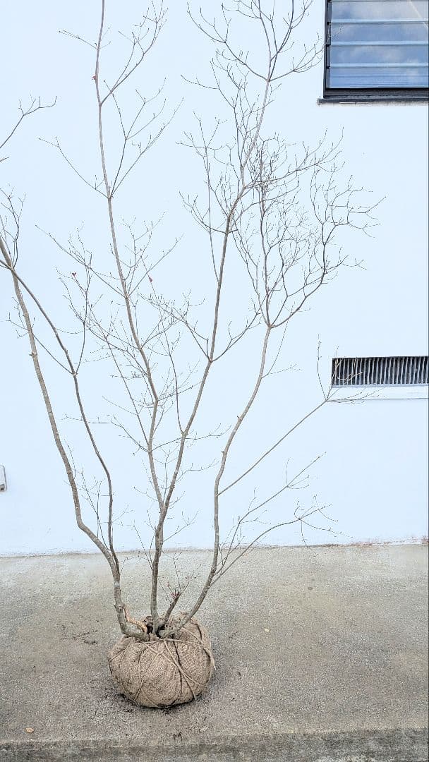 わんころもち。山採りドウダンツツジ。