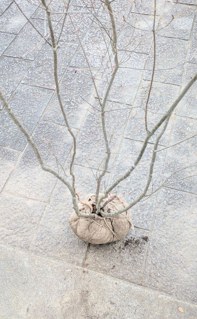 わんころもち。山採りドウダンツツジ。