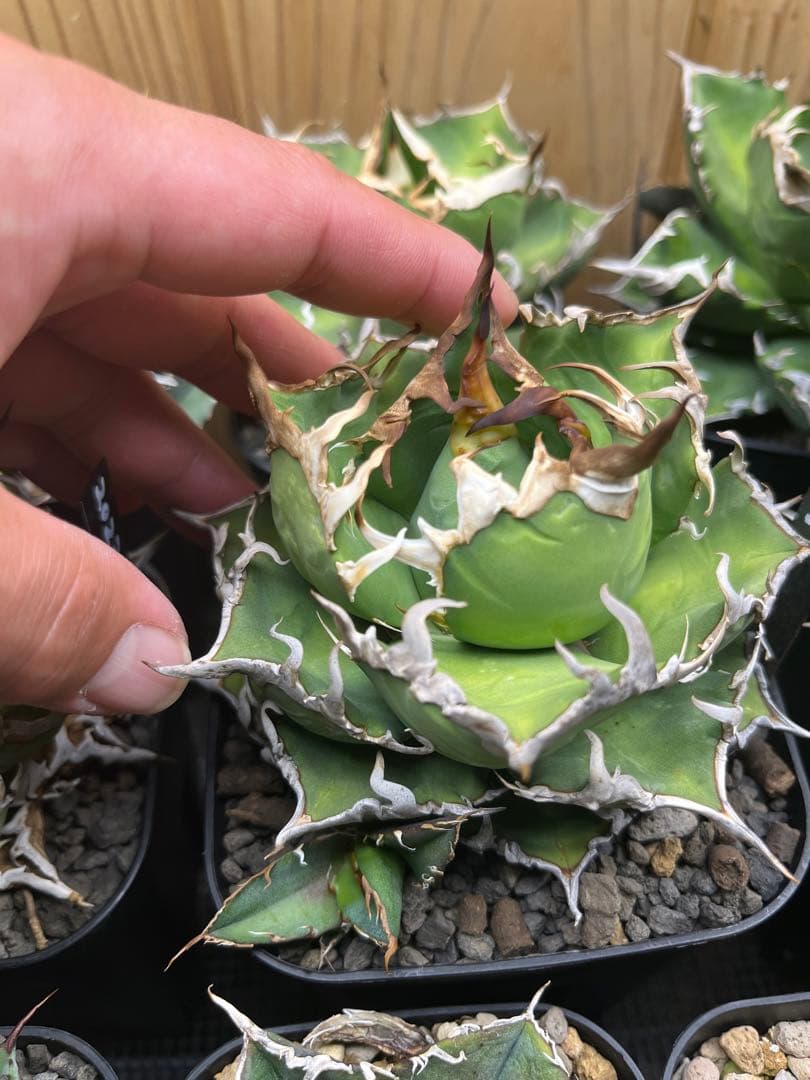 アガベ チタノタ シーザー 凱徹 台湾産