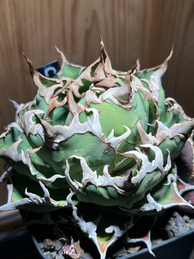 アガベ チタノタ シーザー 凱徹 台湾産