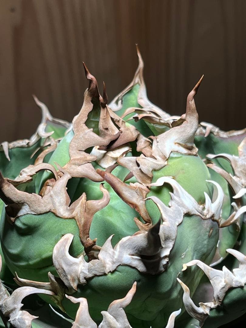 アガベ チタノタ シーザー 凱徹 台湾産