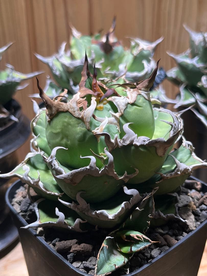 アガベ チタノタ シーザー 凱徹 台湾産