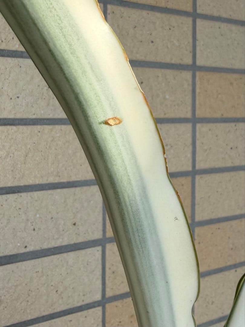 美株　希少　サンスベリアビューティークイーン　レア　鉢ごと　メルカリ便②