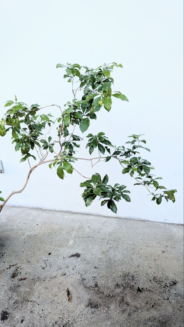 しなやかに。力強く。山採りアセビ。