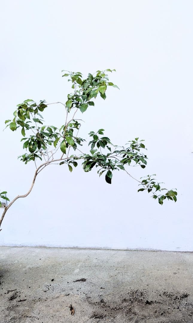 しなやかに。力強く。山採りアセビ。