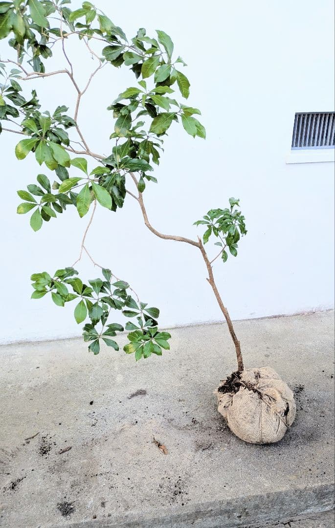 しなやかに。力強く。山採りアセビ。