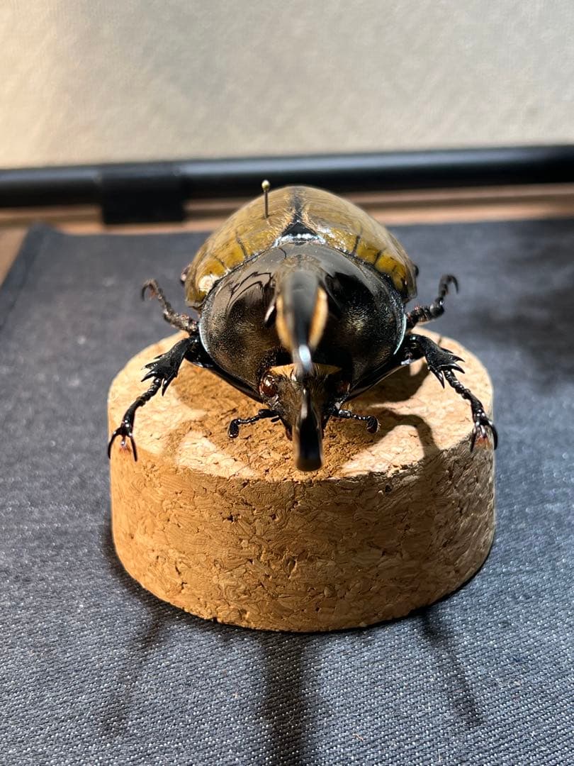 D*s様 D.hヘラクレス 大型 野外標本