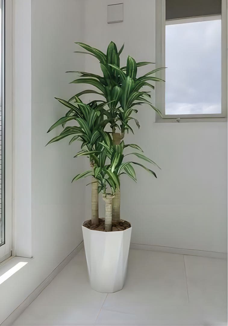 光触媒　人工観葉植物　ウォールグリーン　フェイクグリーン　幸福の木1.6