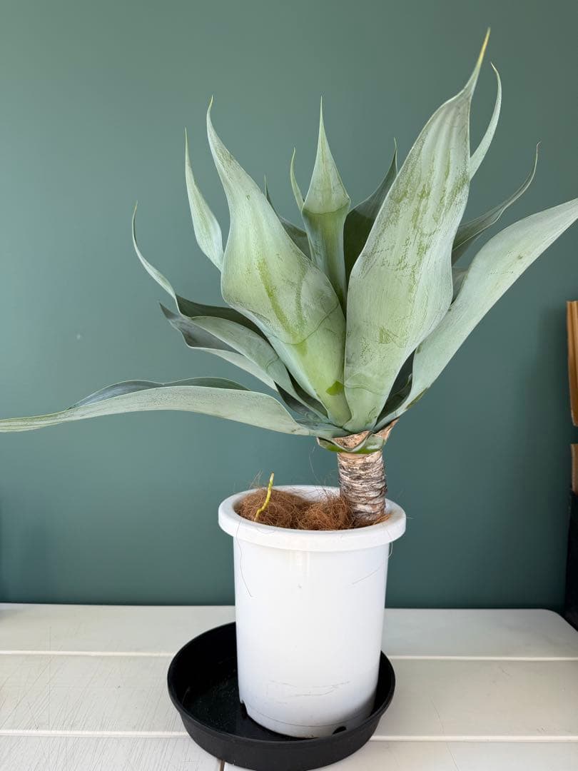 アガベ・アテナータ・ボーチンブルー / 大株 極太 多肉 希少 レア