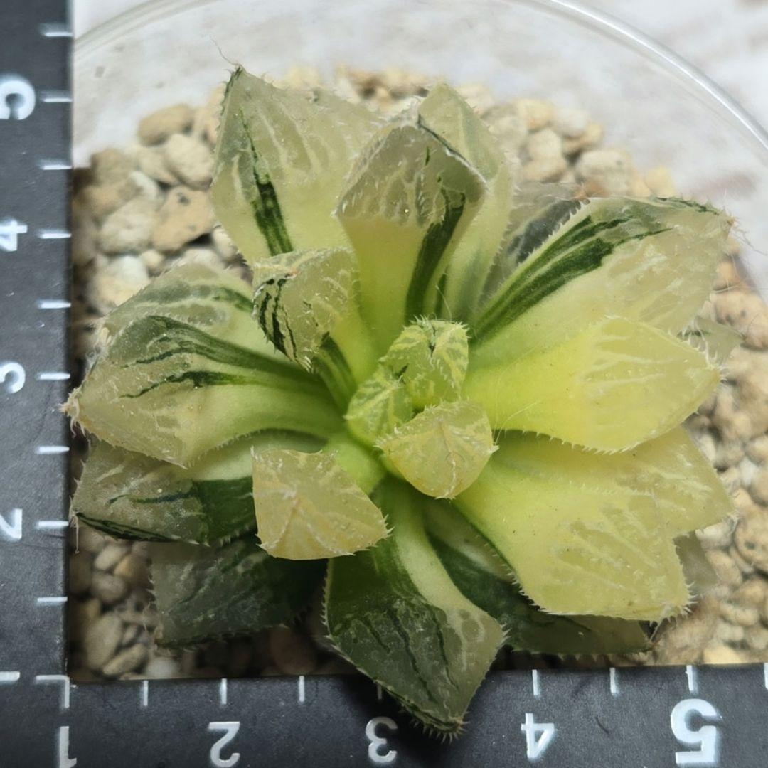 一時休止★多肉植物　ハオルチア　桜蘭錦