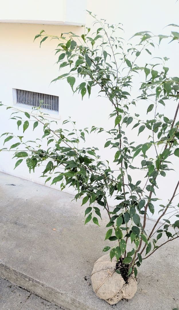 秀逸。山採りハイノキ。