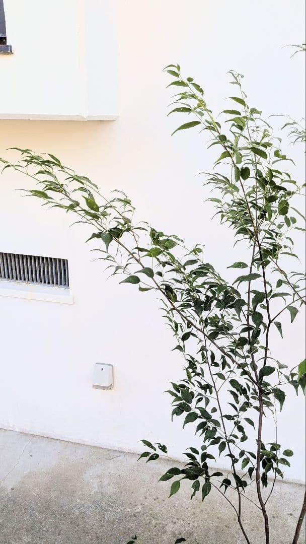 秀逸。山採りハイノキ。