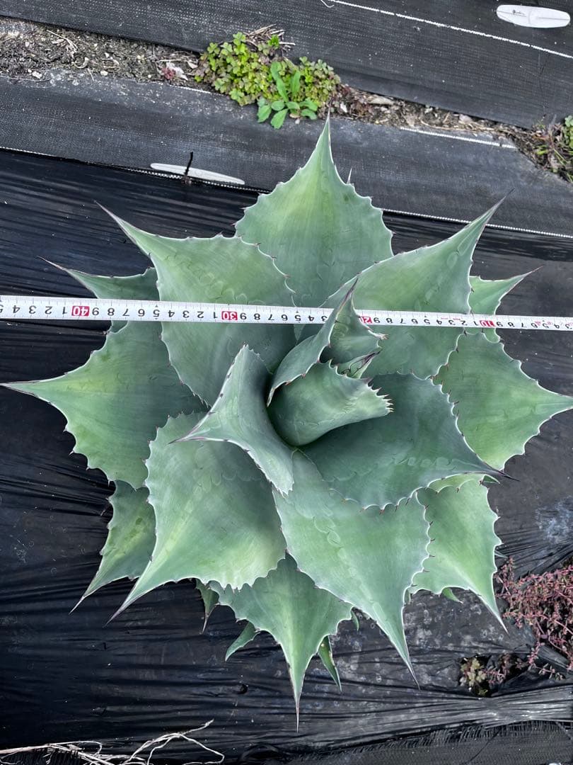 ま*し様 【大株 ︎】アガベ　オバティフォリア　フロスティブルー