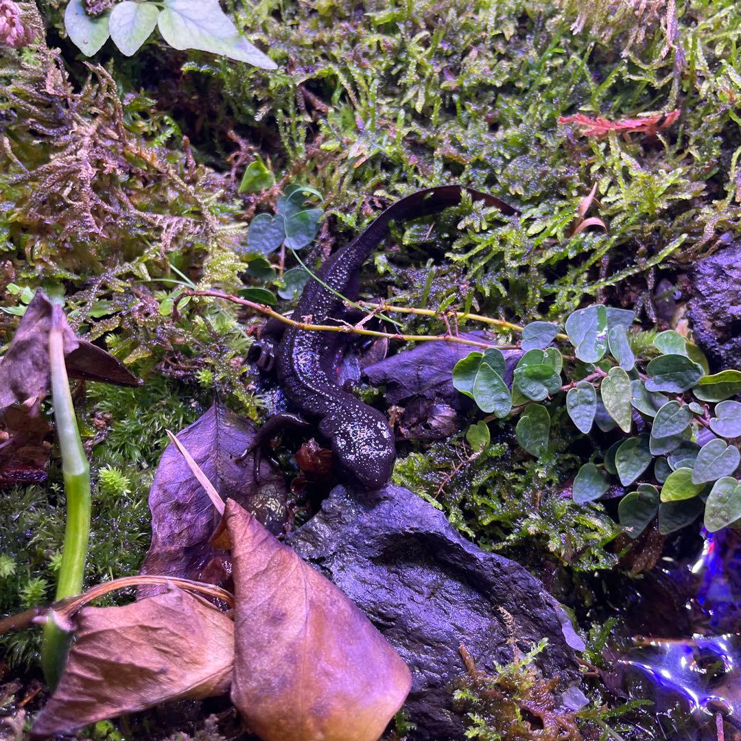 【受注生産】アクアテラリウム、イモリウム