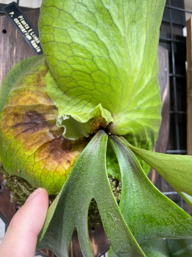 koukinkin　ビカクシダ　coronarium koala