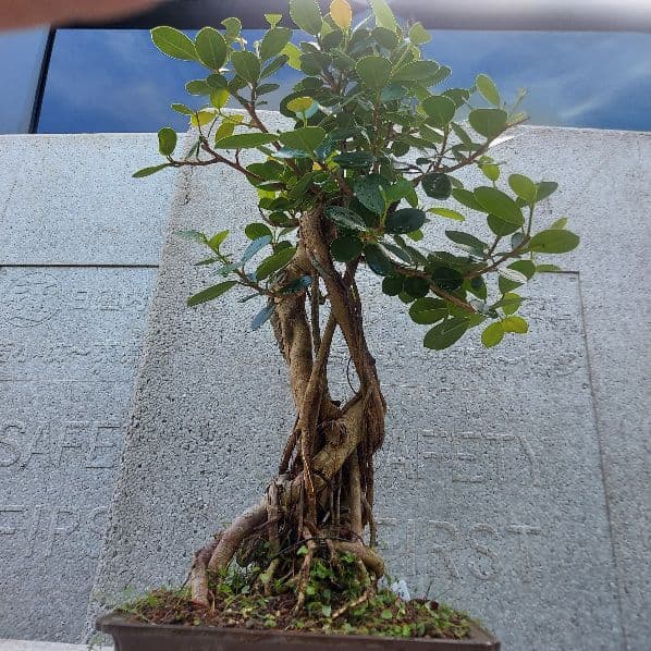 亜熱帯の樹木　パンダガジュマル　①