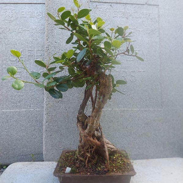 亜熱帯の樹木　パンダガジュマル　①