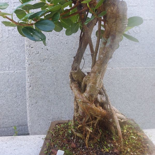 亜熱帯の樹木　パンダガジュマル　①