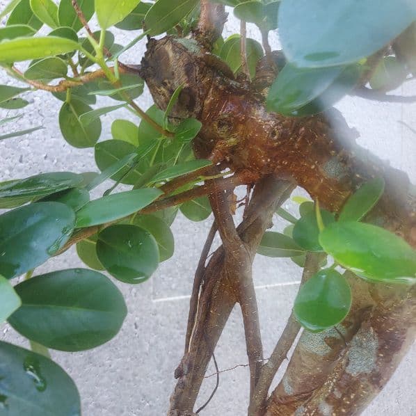 亜熱帯の樹木　パンダガジュマル　①