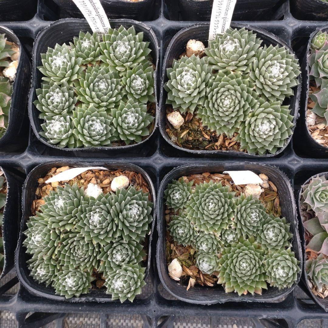 1ポット410円〜 センペルビウム26年1月 その2