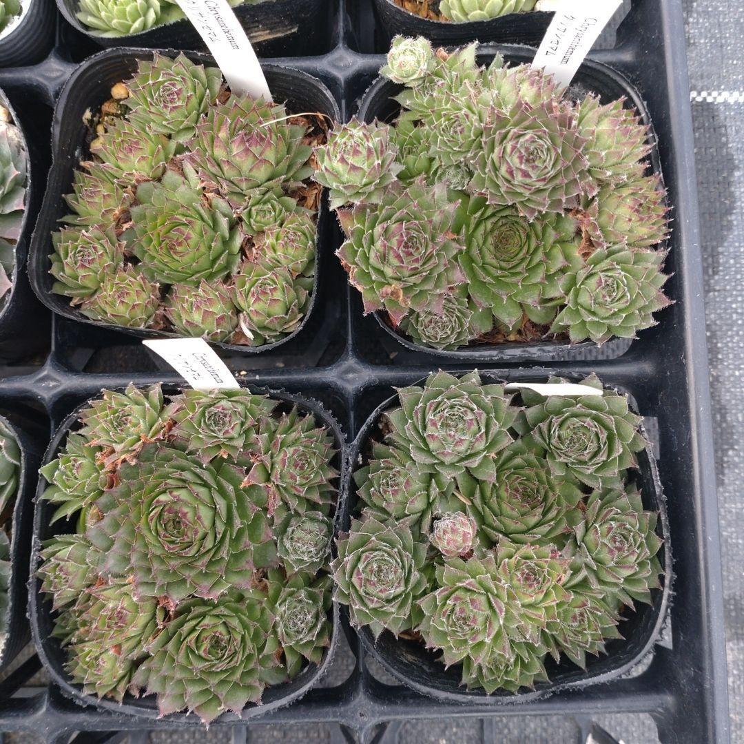 1ポット410円〜 センペルビウム26年1月 その2