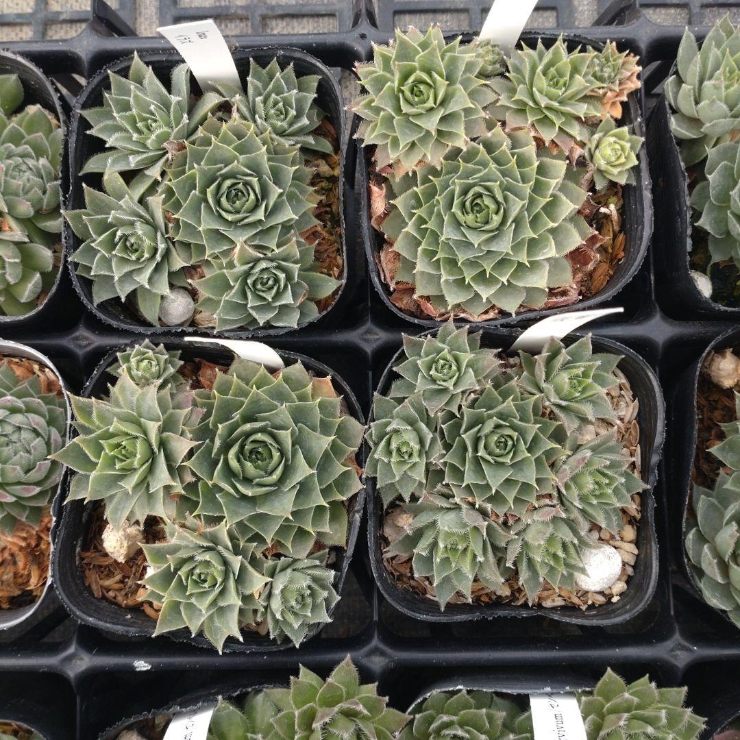 1ポット410円〜 センペルビウム26年1月 その2