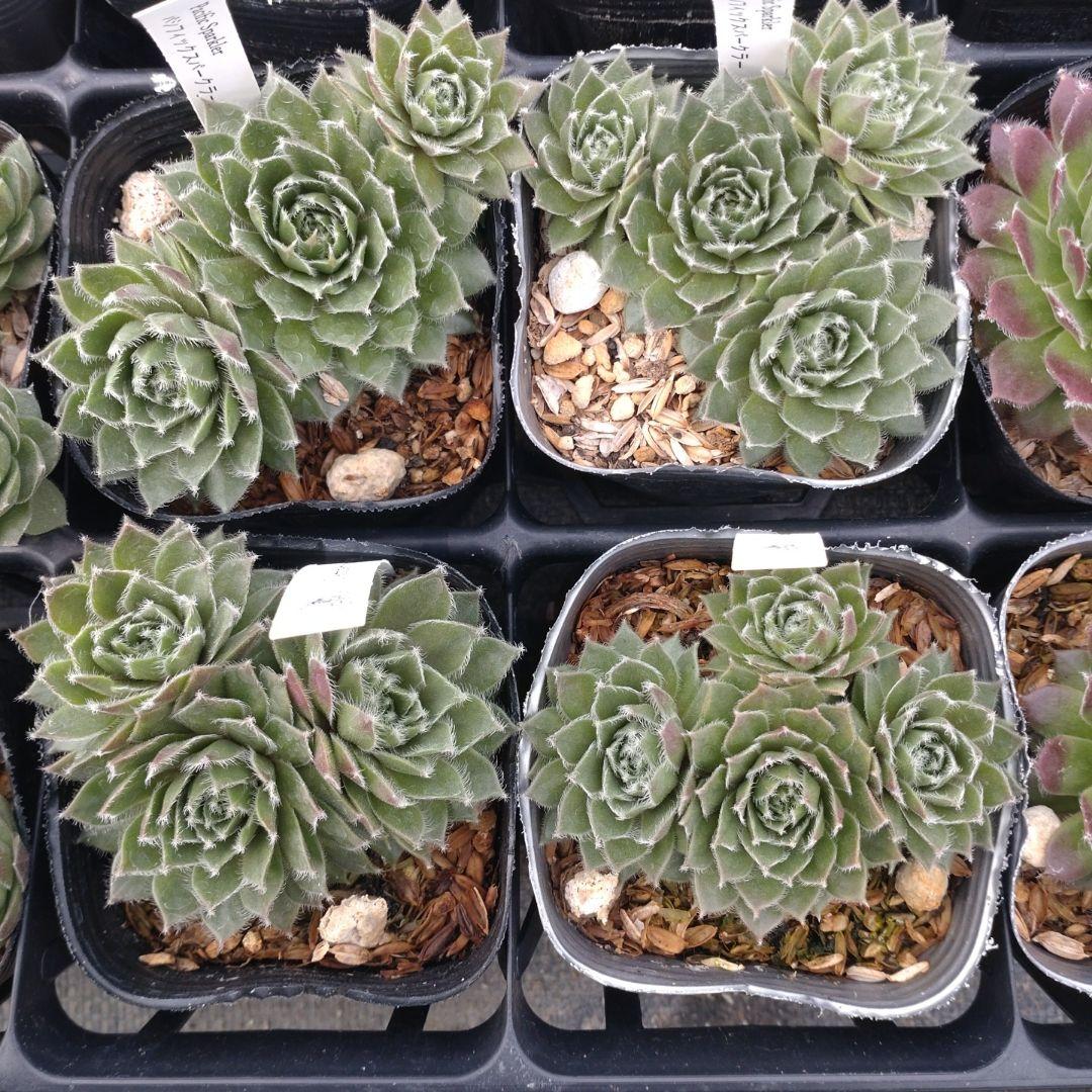 1ポット410円〜 センペルビウム26年1月 その2