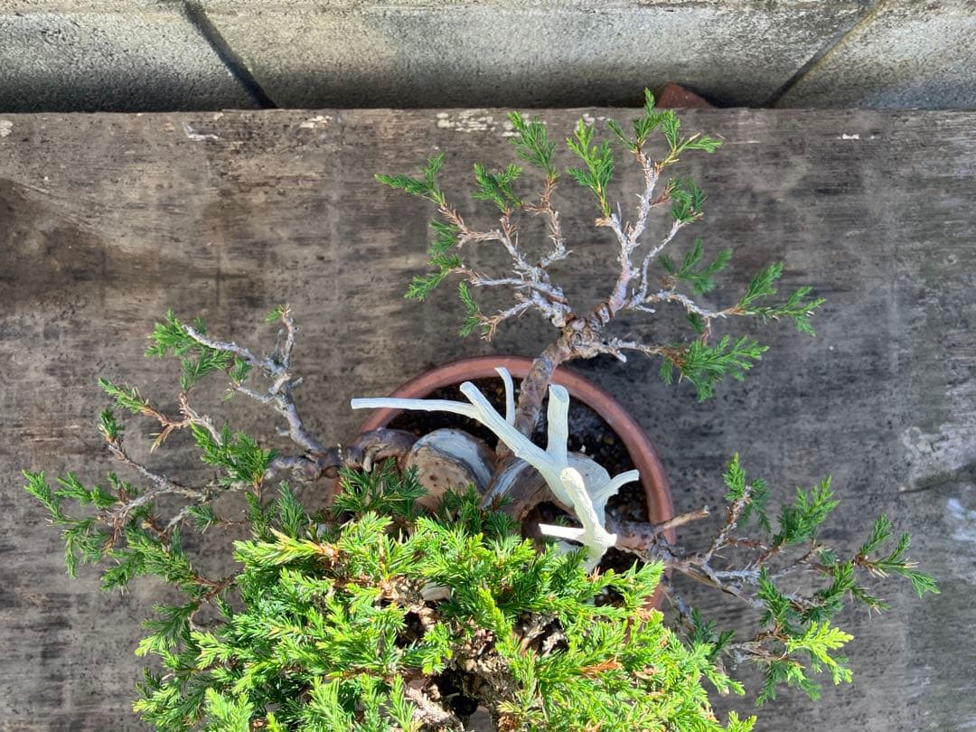 真柏荒木（盆栽素材）