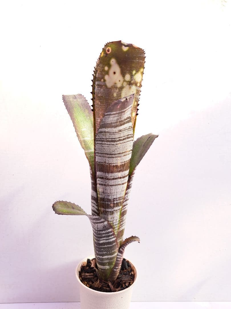 ビルベルギア ユーチューブ① 抜き苗 速達便 タンクブロメリア