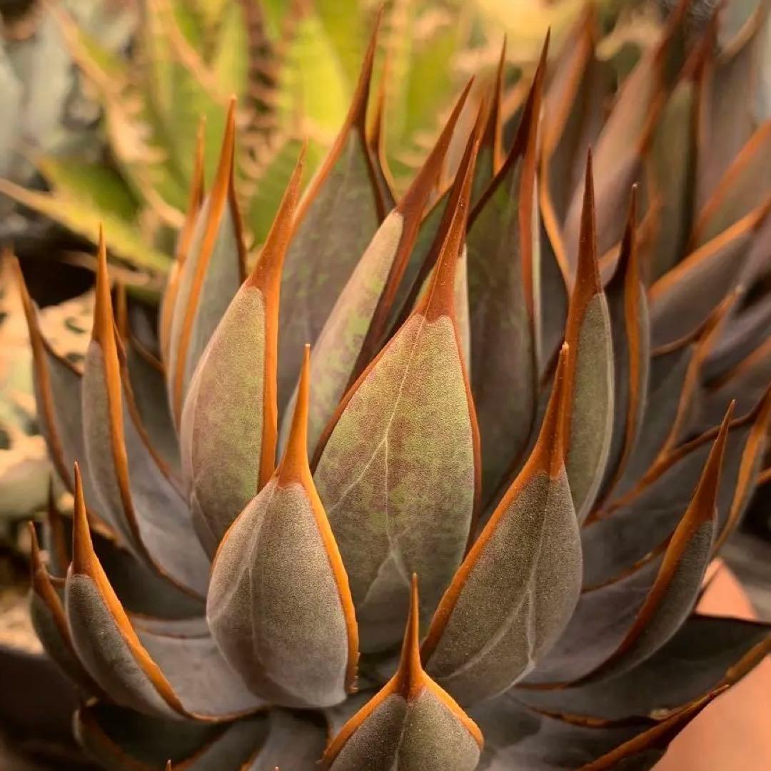 アガベ ハイブリッド　プレイングハンズ US株 親株　中株　マンガベ　良型