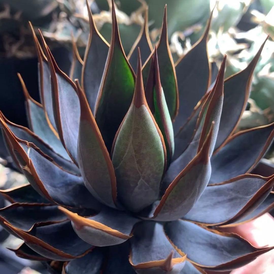 アガベ ハイブリッド　プレイングハンズ US株 親株　中株　マンガベ　良型