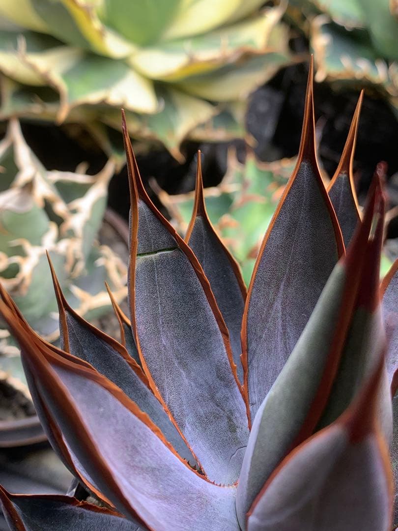 アガベ ハイブリッド　プレイングハンズ US株 親株　中株　マンガベ　良型