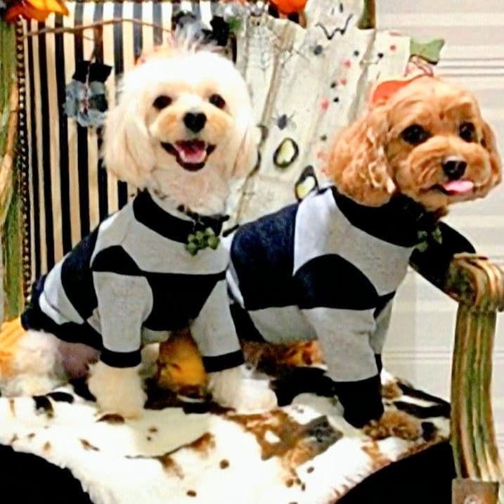 ビッグBDハイネック+パンツ　asknowasdewanアズノゥアズデワン