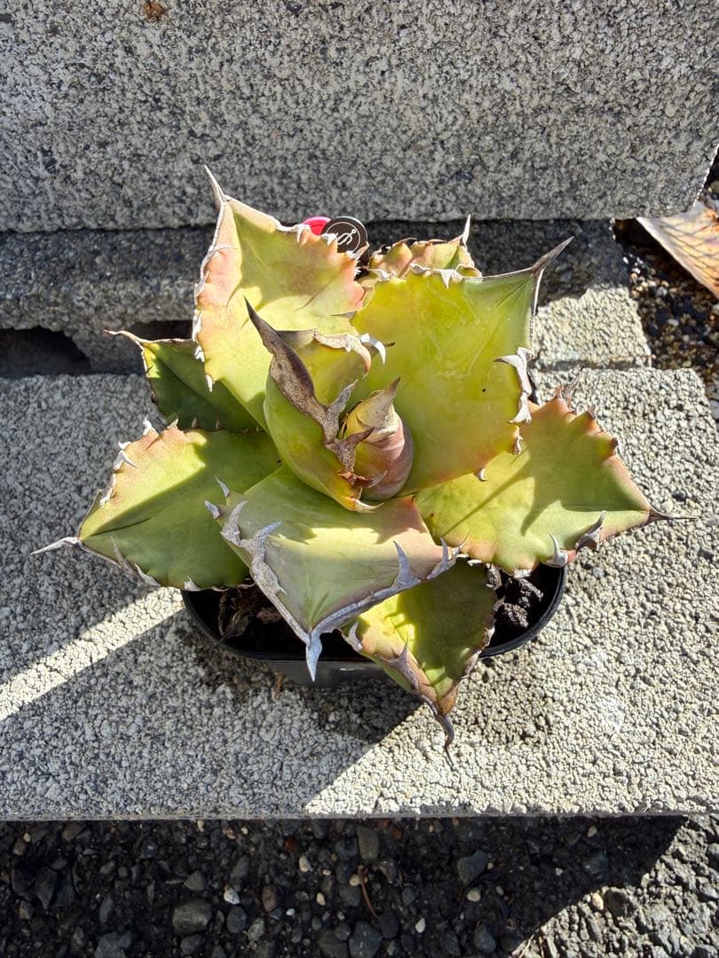 アガベ　CJ産　チタノタ　オテロイ