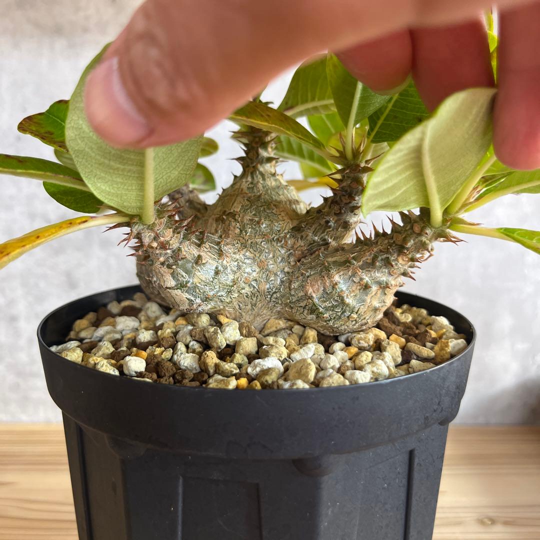 8パキポディウムウィンゾリー 国内実生6年株