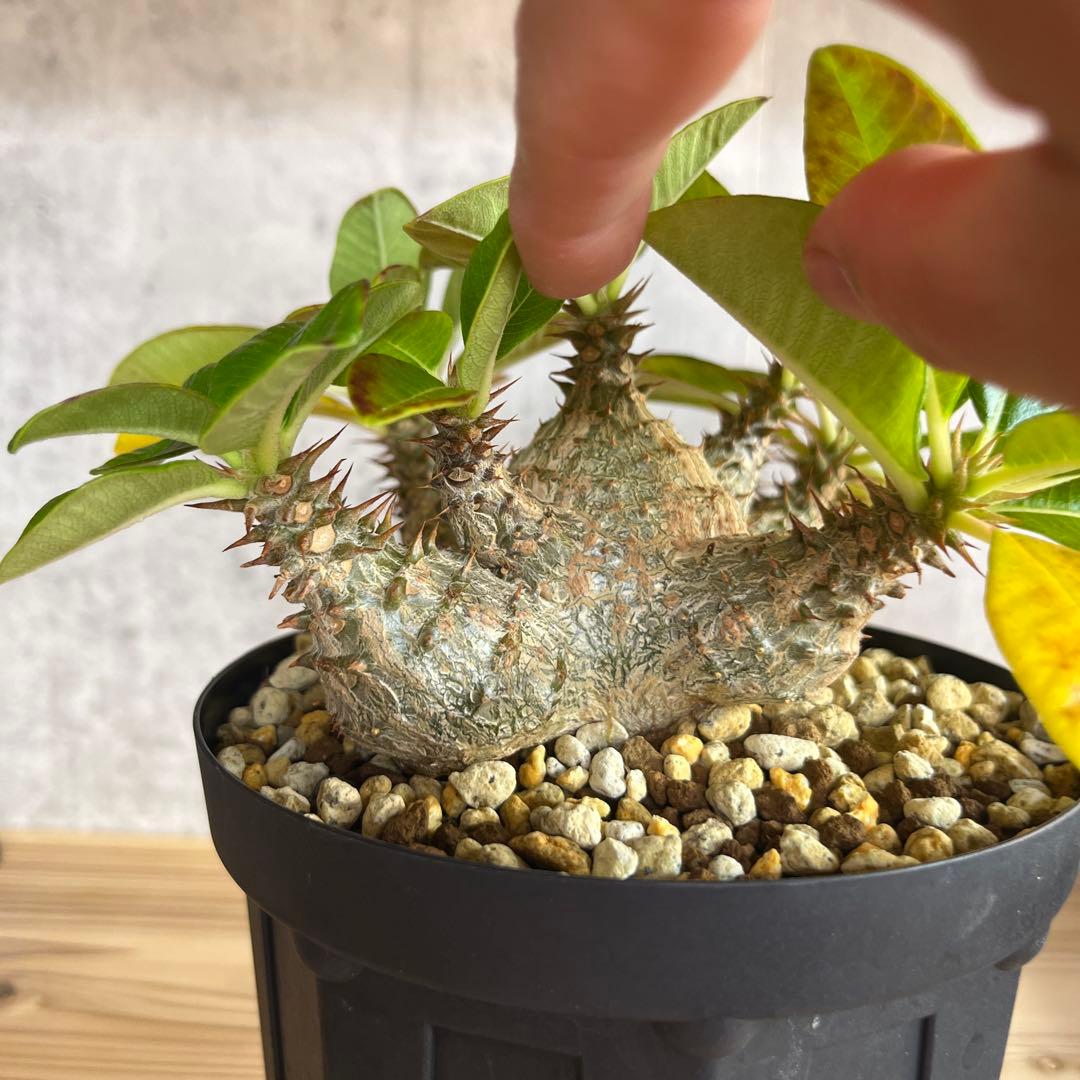 8パキポディウムウィンゾリー 国内実生6年株