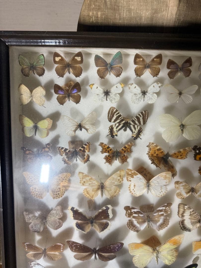 蝶の標本 2ケースセットまとめ売り